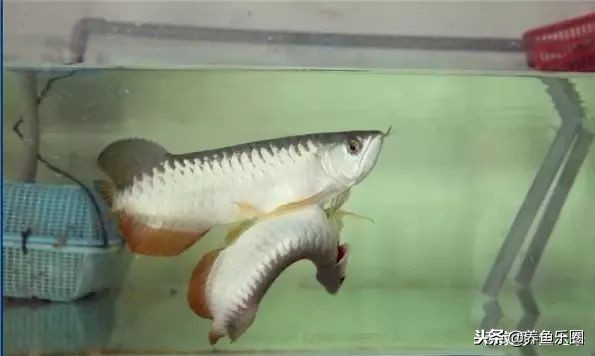 龙鱼细长不宽,龙鱼只长身体不长头