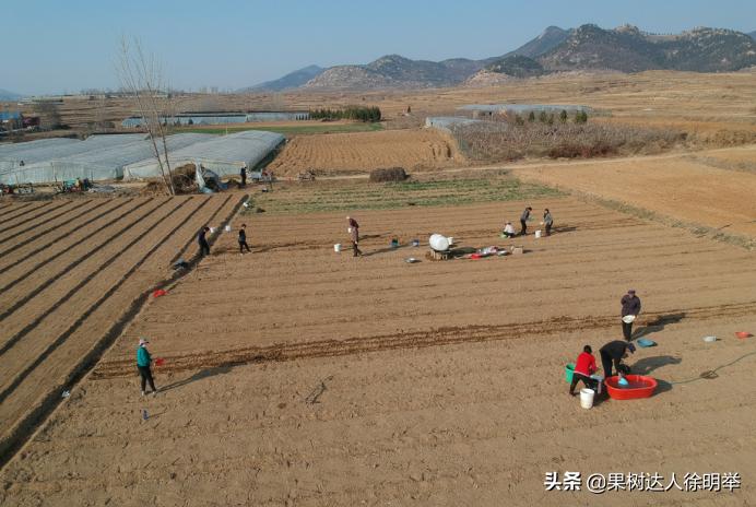 桃树种子播种繁殖的还需要嫁接吗,六月嫁接春季栽的小桃树可以吗