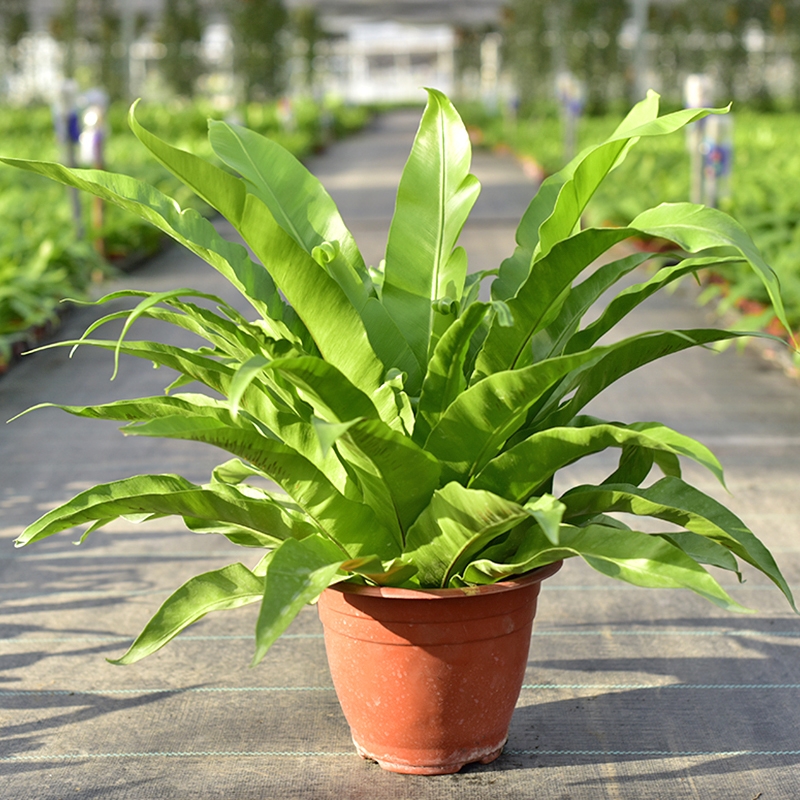 适合阳光暴晒的观叶绿植,适合室内养的高端观叶绿植