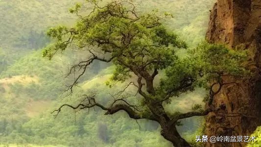 鎮礀缁濆閫㈢敓,鎮礀鐩嗘櫙澶у叏