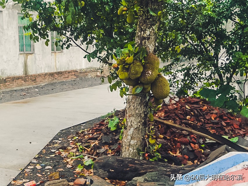 海南徒步环岛旅游攻略,穷游骑行海南西线最新视频