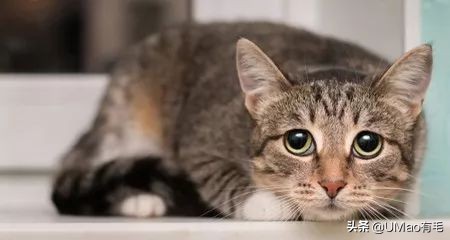 预防应激！6招帮猫咪减少焦虑