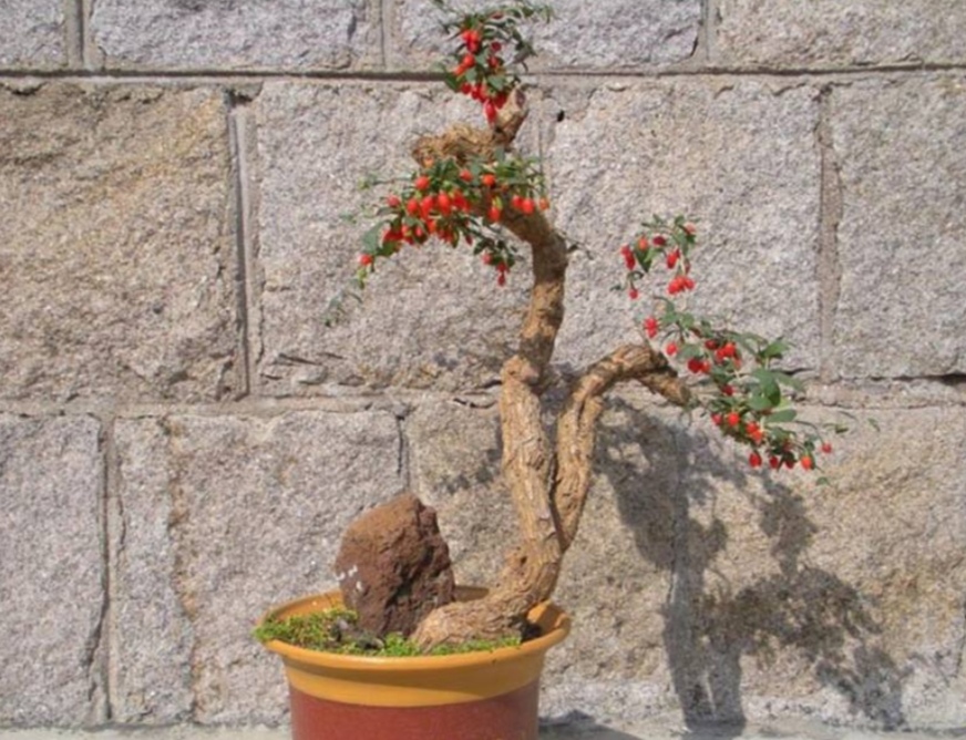 初春挖枸杞老桩怎么上盆,枸杞下山桩直接上盆会如何