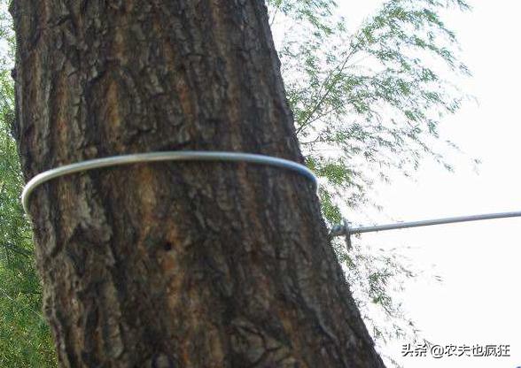 人怕伤心树怕剥皮的视频,人怕伤心树怕剥皮是出自哪里