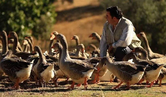 法国鹅肥肝做法,松露即食肥肝做法