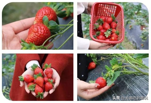 38抢从化宝趣玫瑰世界1大1小票赏春赏花赏美景不负*光春**不负卿