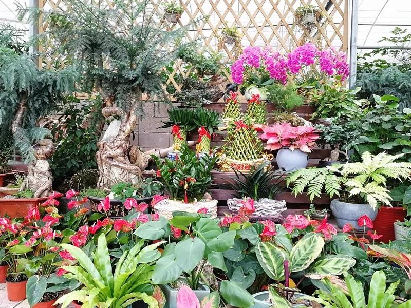 集美的郁金香花海,集美的花卉世界