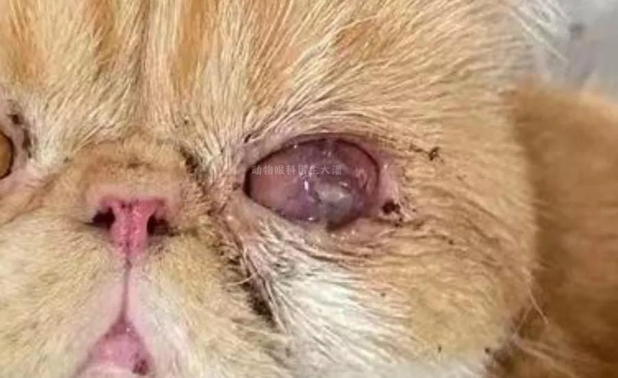 角膜溃疡穿孔的典型症状,眼睛溃疡穿孔已经看不见怎么治疗