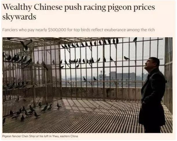 鸽子比赛得奖的鸽子能值多少钱,一羽信鸽多少钱一只