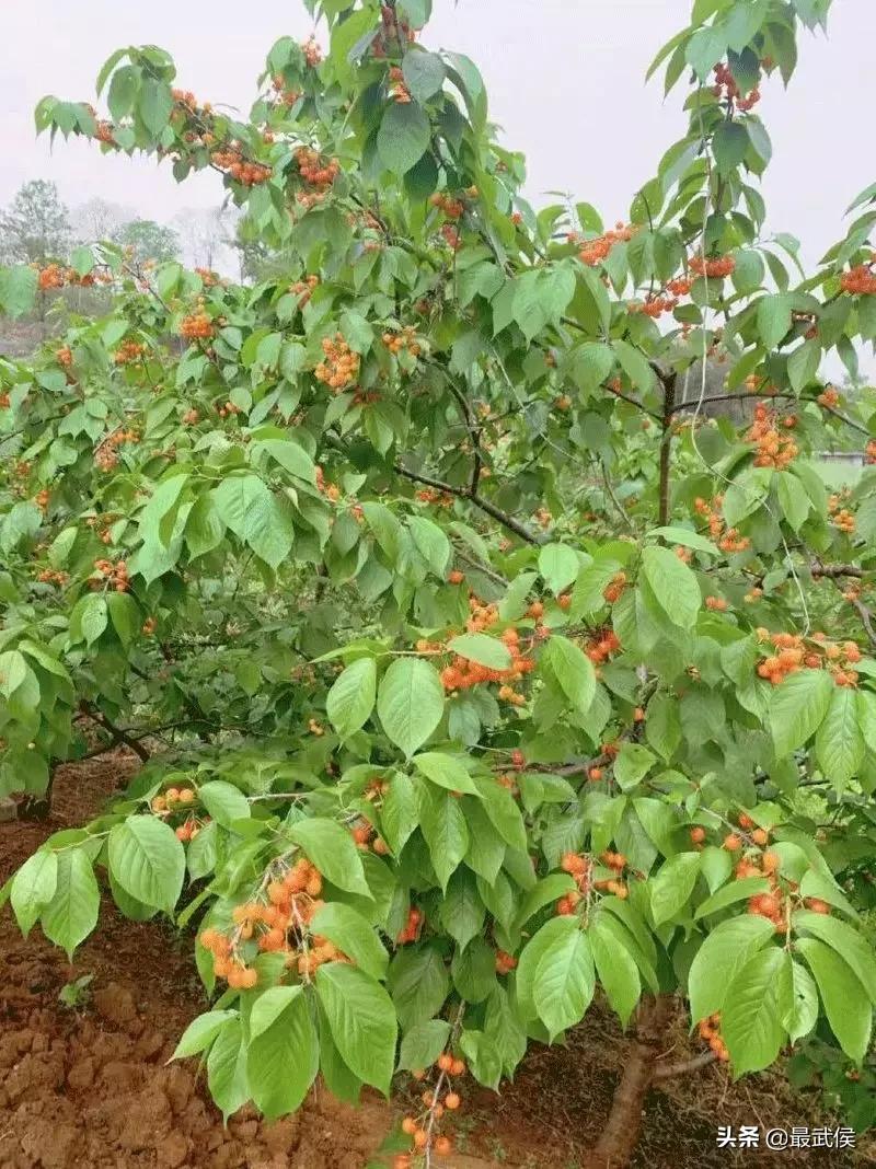 成都摘樱桃的地方不要门票,成都摘樱桃人少的地方