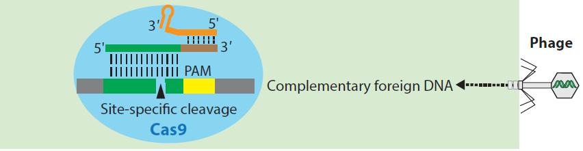 体内基因编辑和体外基因编辑,基因武器和基因编辑