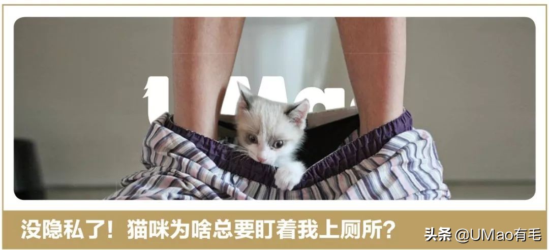 这套喵肉球vs口红色号匹配大全送你了！拿走不谢！