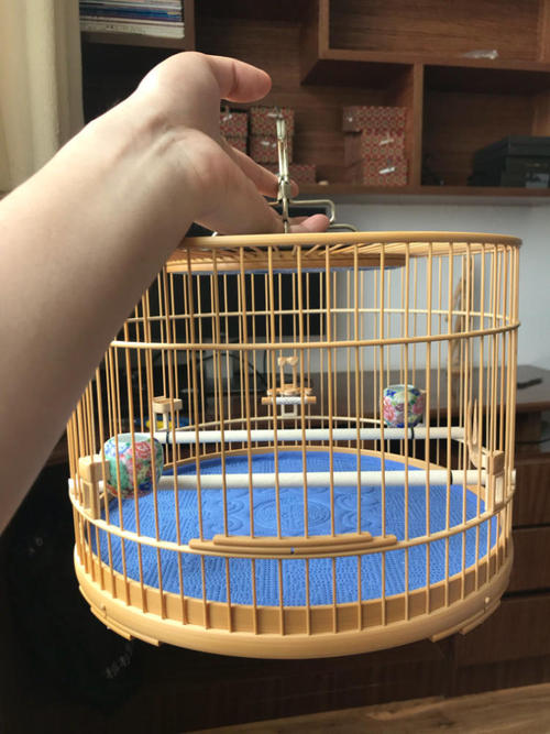 有大三口绝活的黄雀，还有段搞笑的趣史：黄雀的饲养和你想的不同