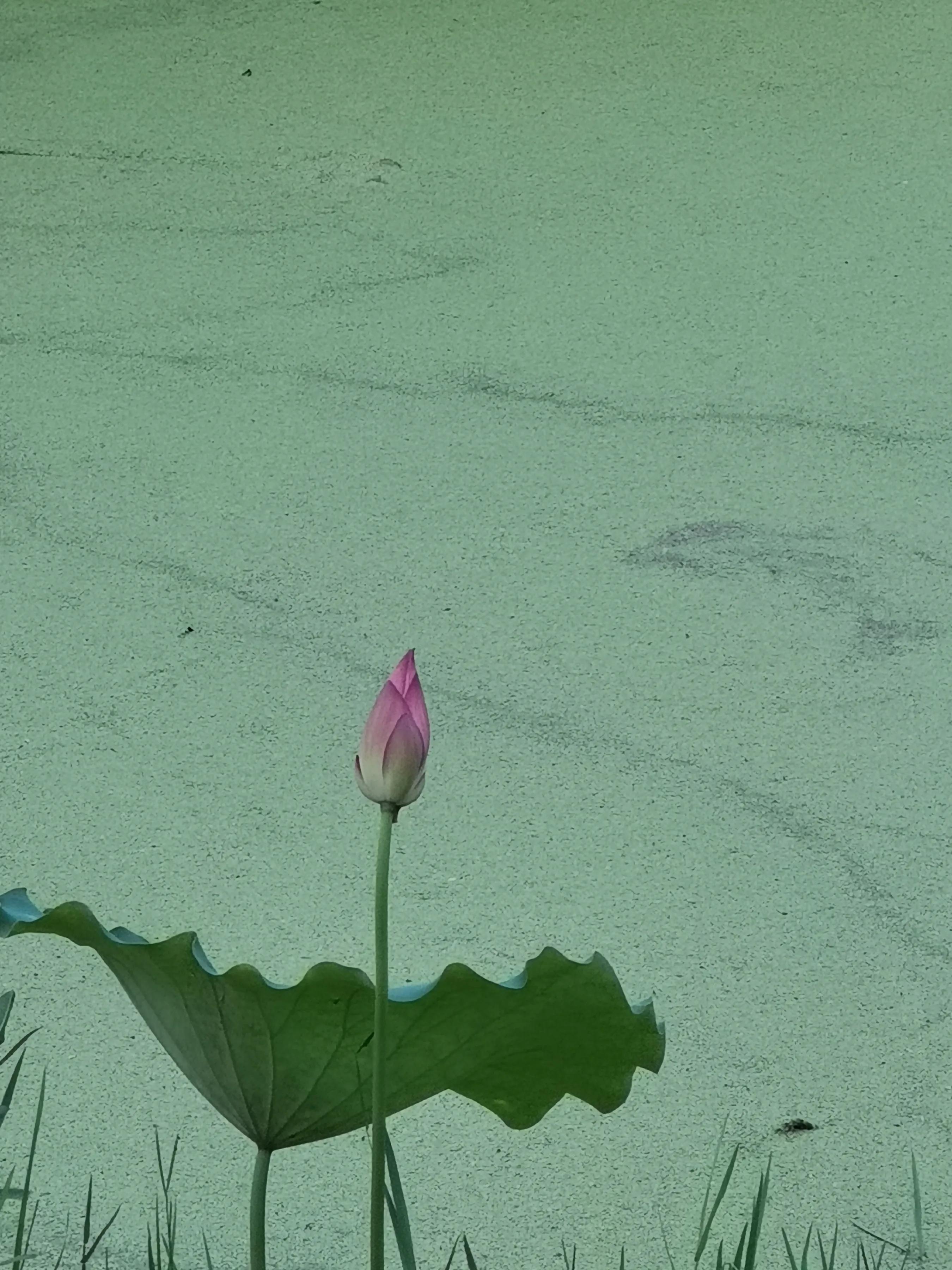 手机摄影手册圈友作品选第7期,手机摄影手册圈友作品选第6期