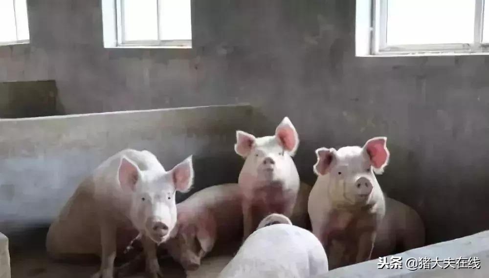 经验贴：猪反复发烧，别担心，教你如何解决！