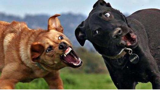 为什么有人反对养宠物,为什么现在越来越多人选择养狗