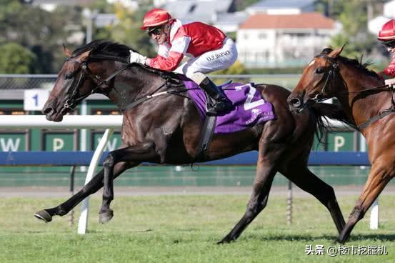 踏马滇池？百万名马乘骑等你来体验