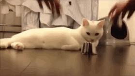 辟谣!猜杯子游戏,猫为什么总能选中有小球的那个?靠隐藏技能?