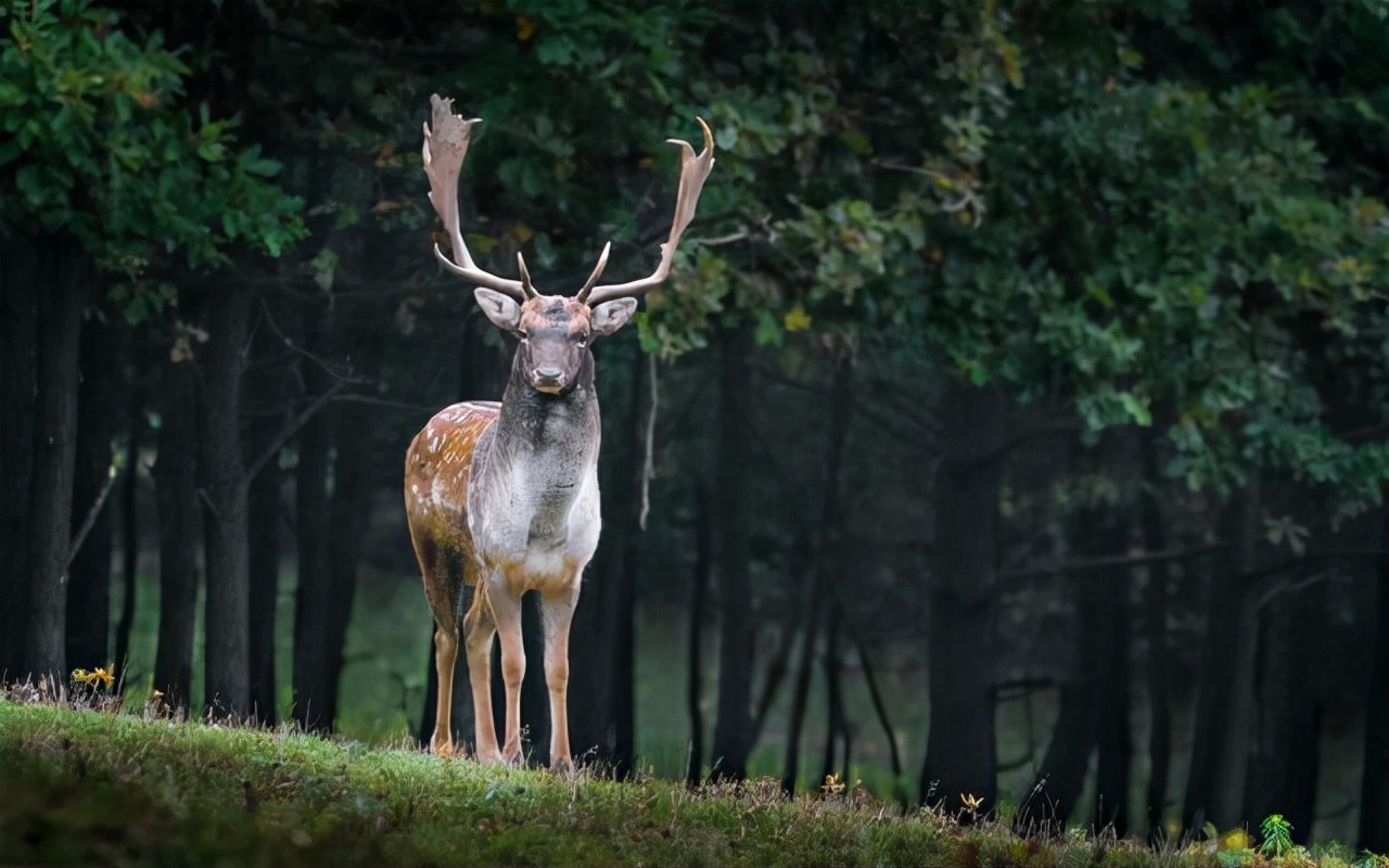 鹿角会自然脱落为什么还要割鹿角,你知道为啥只割鹿茸不捡鹿角