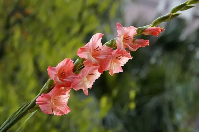 开玩笑送什么花合适呢,各种场合应该送什么花