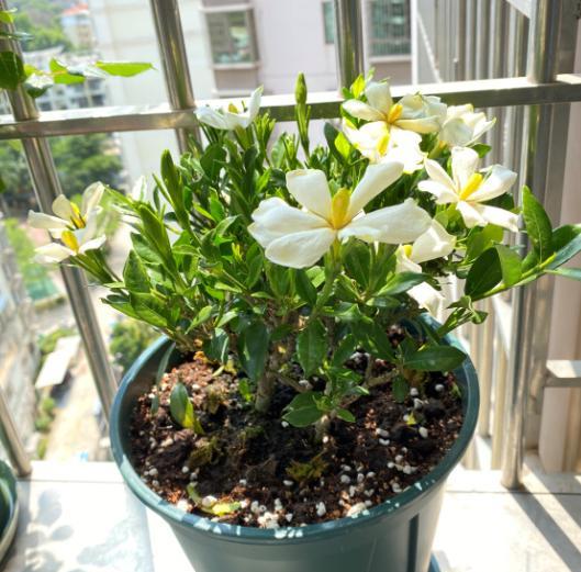 栀子花黄叶原因大揭秘,栀子花根部黄叶的原因及处理方法