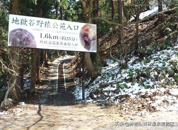 日本富士山猴子泡温泉,日本雪猴公园