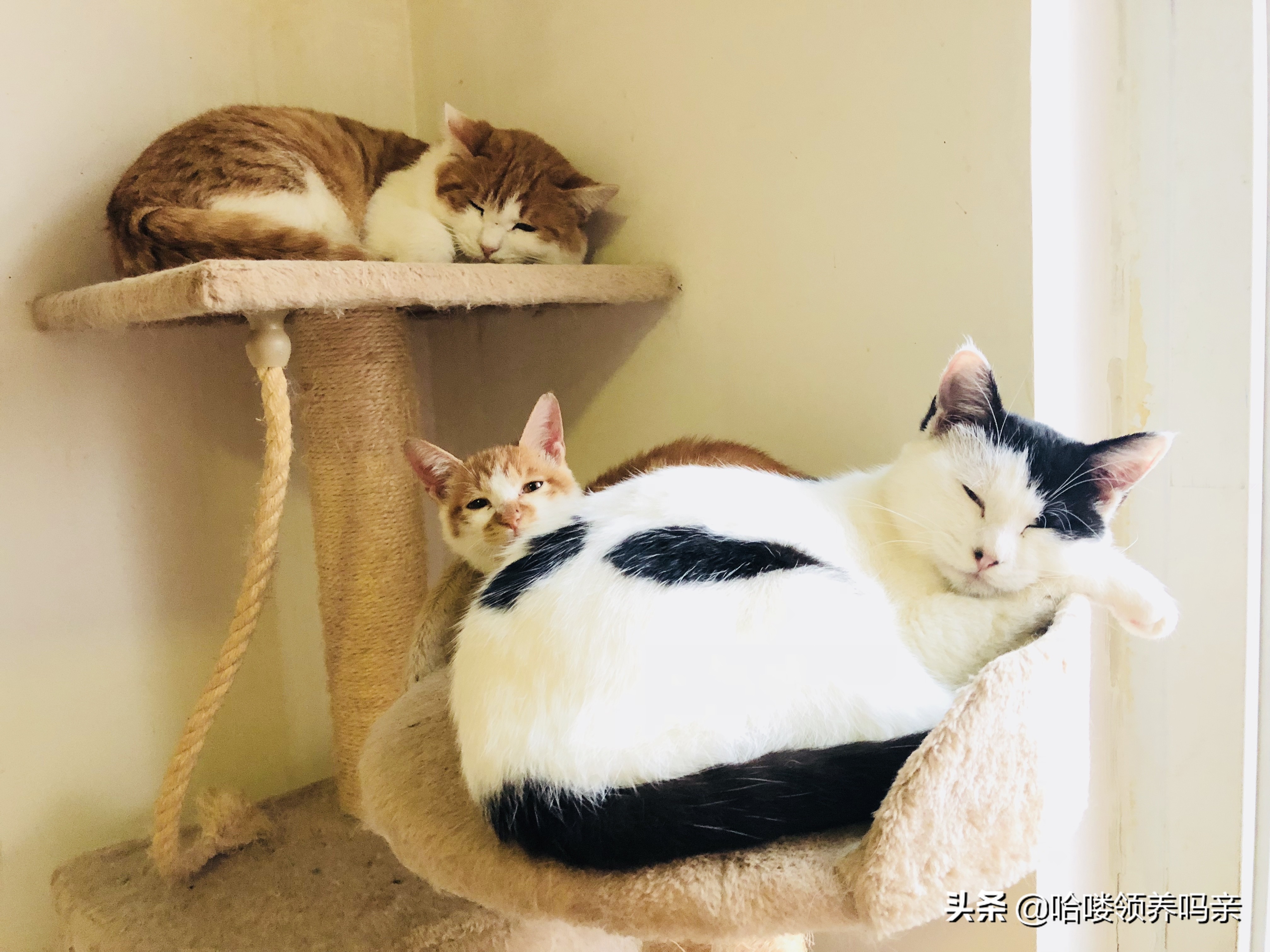 被猫咪传染猫癣是怎么医治,猫咪得猫癣了怎么避免被传染