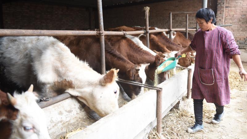 杞县幸福一生,杞县幸福一生视频