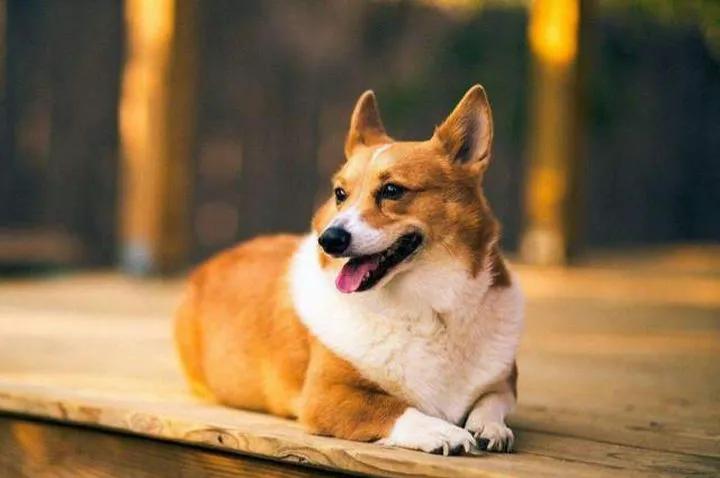 初次养狗怎样养好柯基犬,盘点柯基犬的缺点养之前得先知道