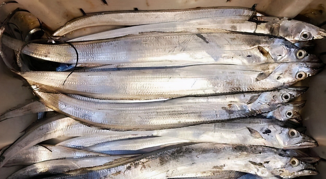 买带鱼黄眼睛和黑眼睛哪个好,买带鱼黄眼睛的好还是黑眼睛的好