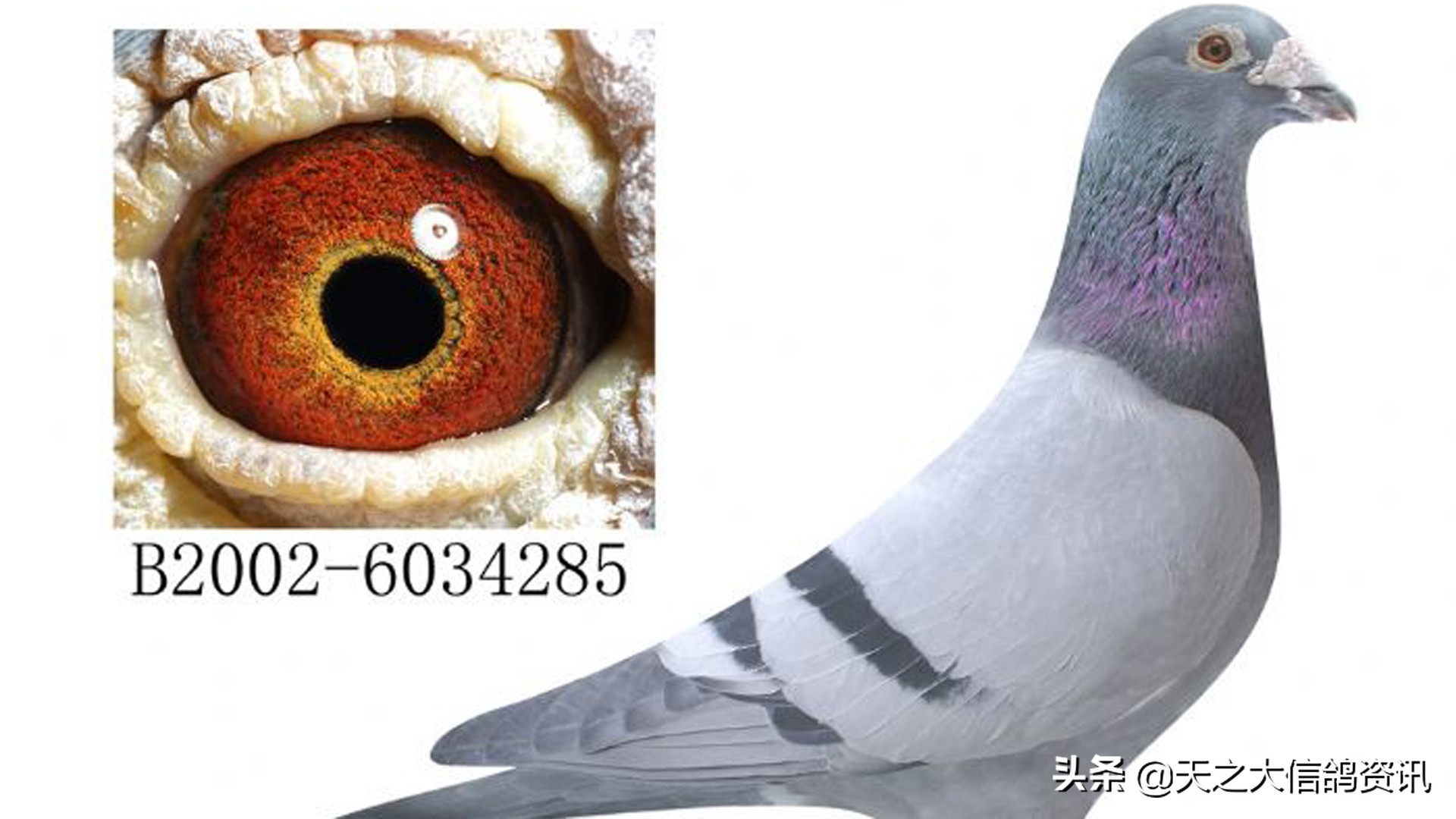 信鸽的优劣鉴别,如何判别信鸽的优劣图解