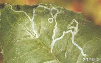 教你识别十大虫害,专治各种害虫图谱大全