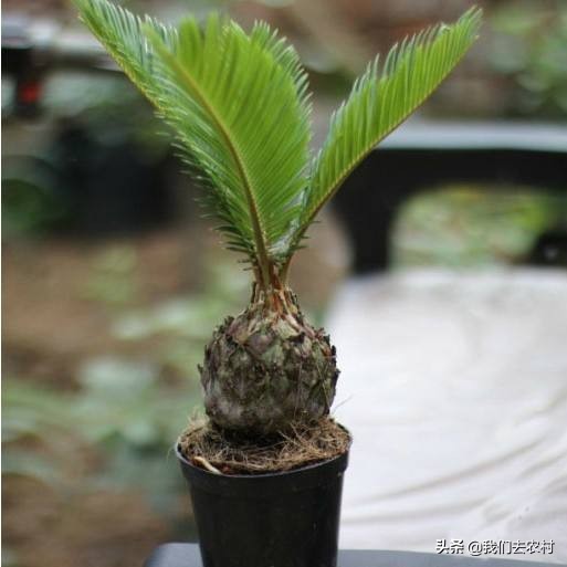 铁树日常如何养护,铁树养护方法最简单的