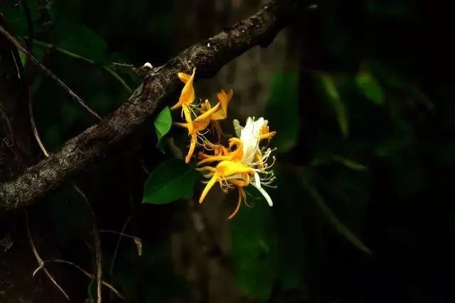 比较好听的植物名字大全,独具一格的植物名字怎么取