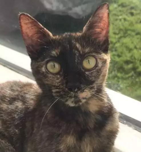 养一只猫结果养了一窝,网友养了两只兔子