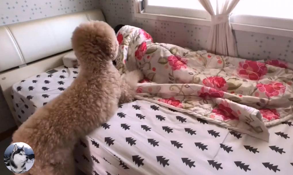 泰迪到几岁不闹腾了呢,泰迪只能长到五六斤吗