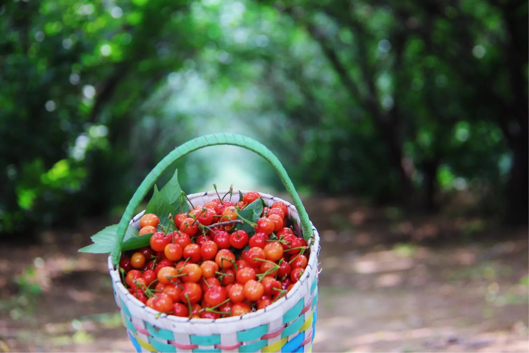 樱桃红了以后可以吃了吗,樱桃红了就可以吃吗