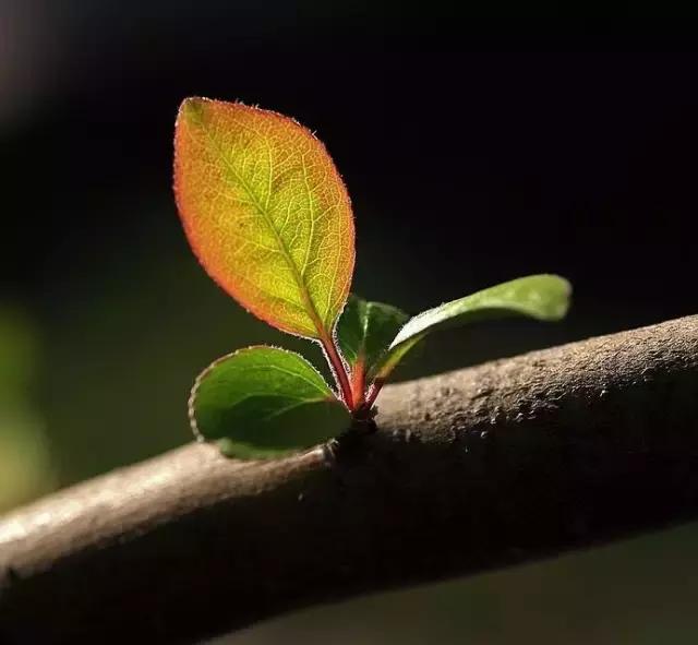 造型极美的盆景一起来欣赏,一组风吹出来的盆景欣赏动感十足