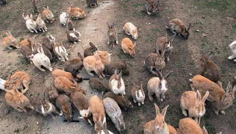 野兔危害是什么,中国野兔为什么没有被驯化