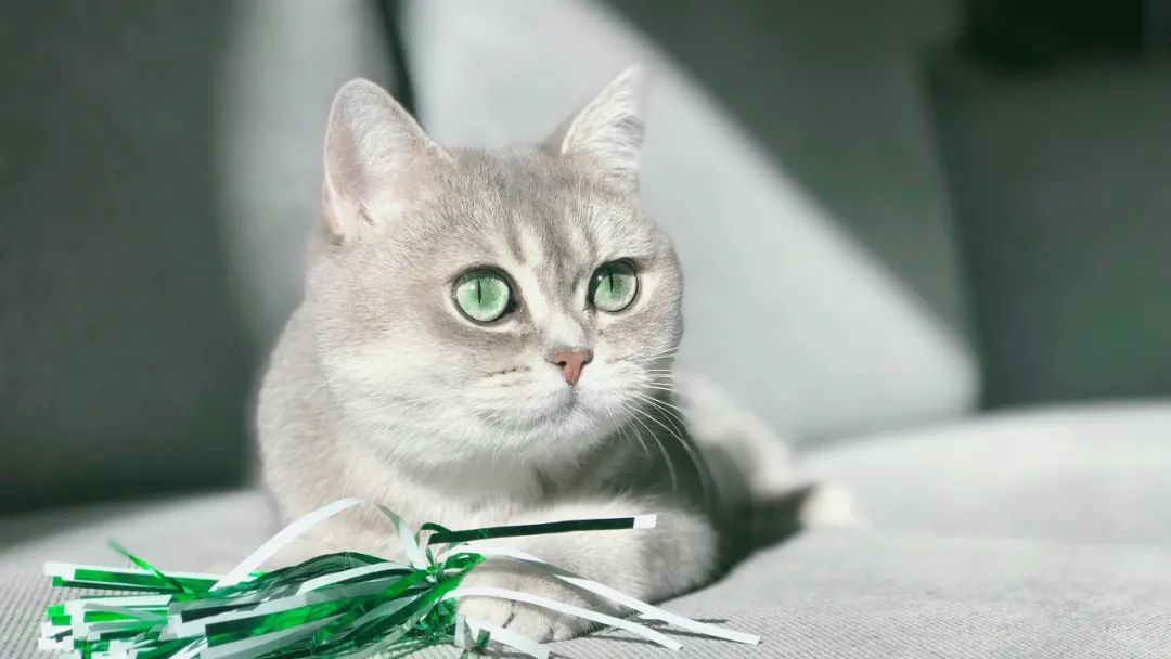 猫早产要不要打缩宫素,猫早产怎么保胎