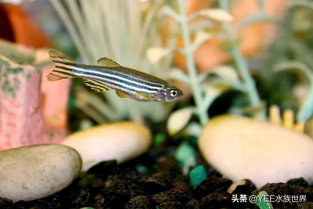 观赏鱼新手入门推荐,观赏鱼新手入门教程