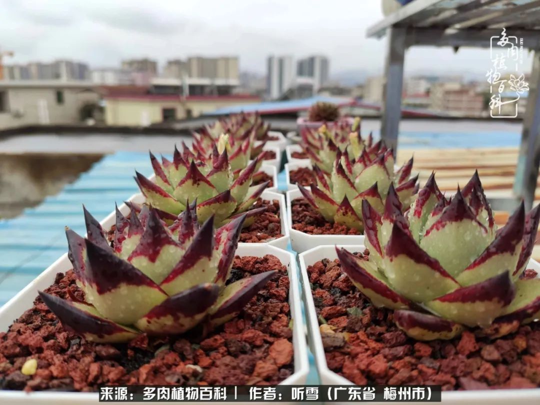 遇见多肉感恩生命中所有的相识,爱上多肉是个压力山大的事