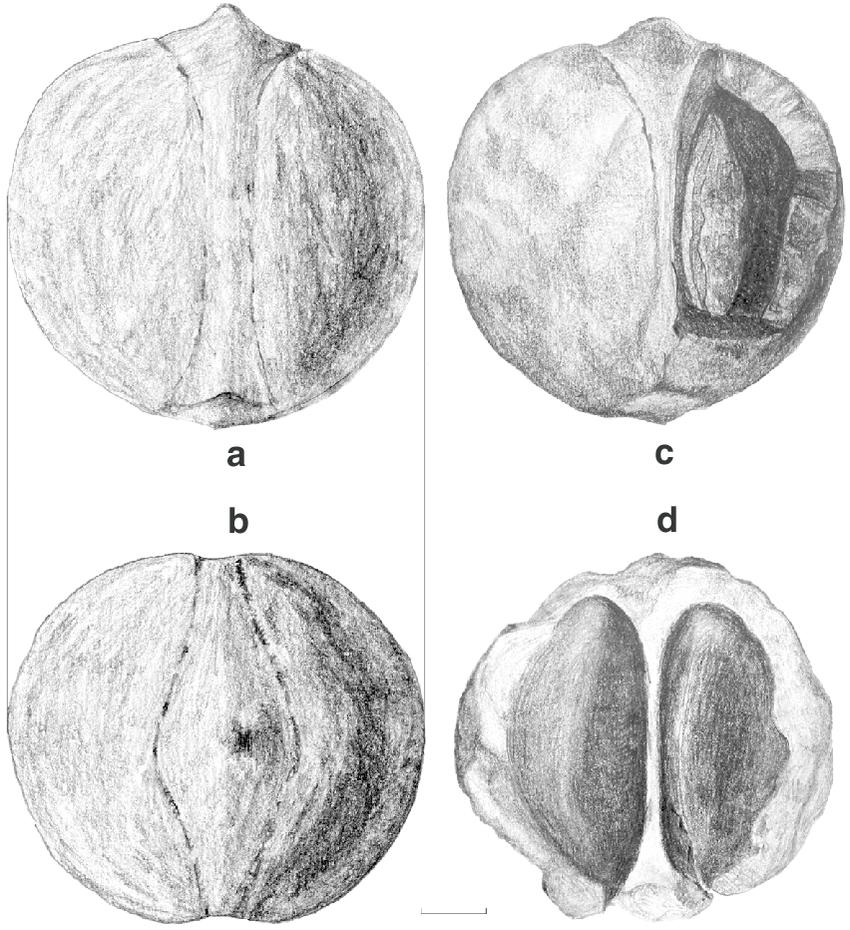 菩提子在沦为笑柄前请放过她《凤眼篇》