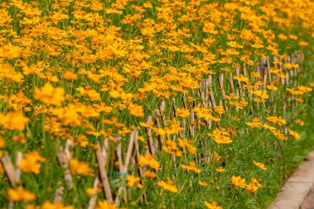 广州公园大片花海,广州哪个地铁站附近有花海