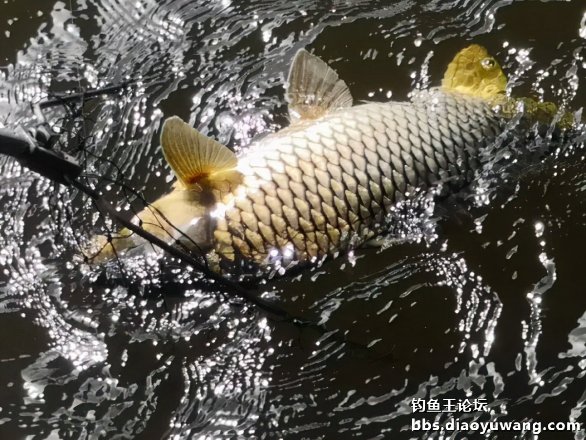 疯钓鲫搭配,疯钓鲫本味单开效果怎么样