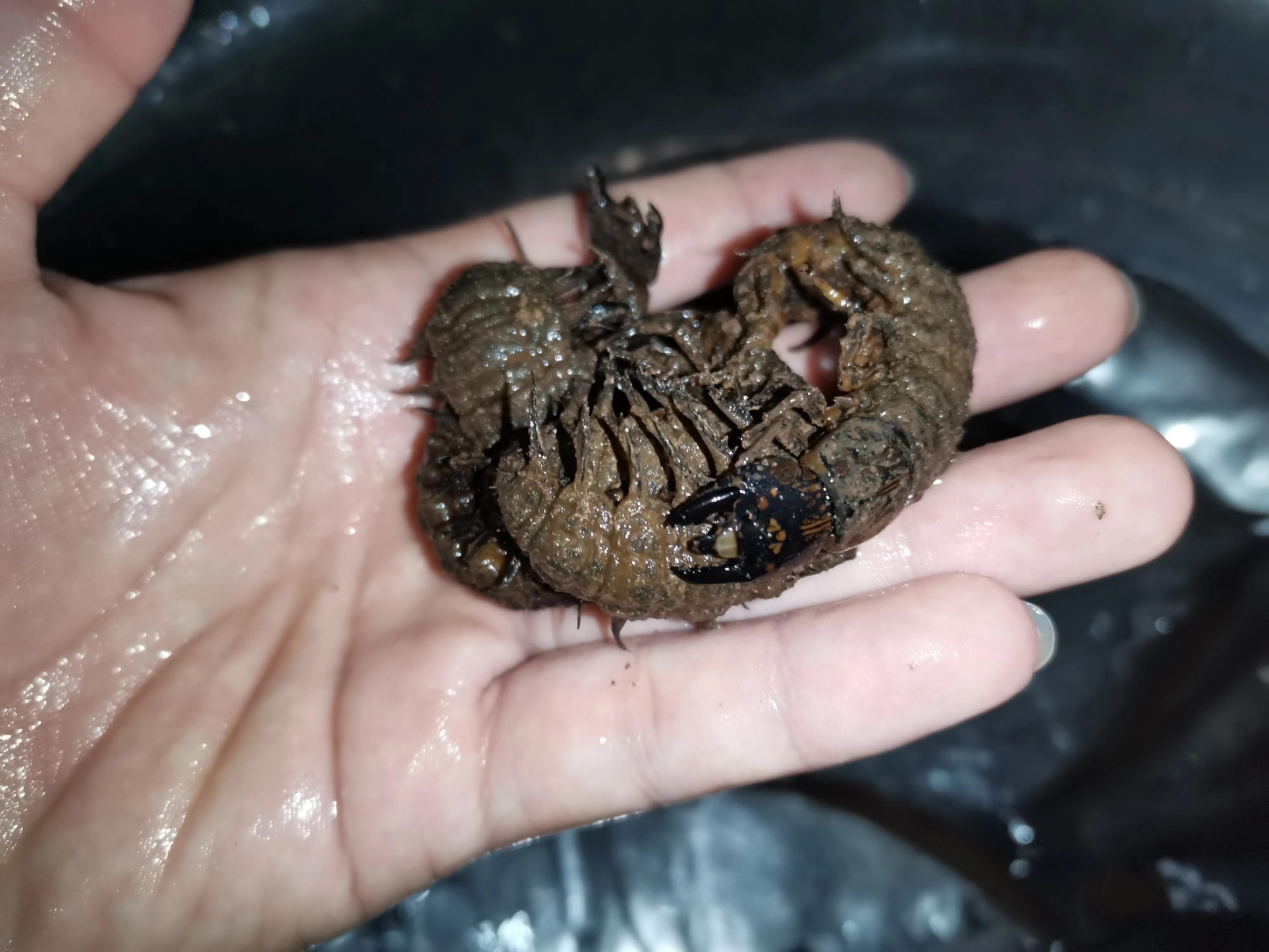 野河休闲钓，手杆绷尖钓法，岸边捡别人的麦子挂钩，最后鲫鱼连杆