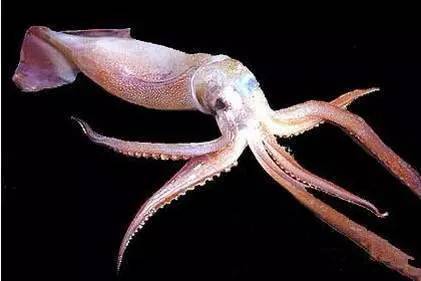 中国海鲜河鲜,市场河鲜海鲜种类大全