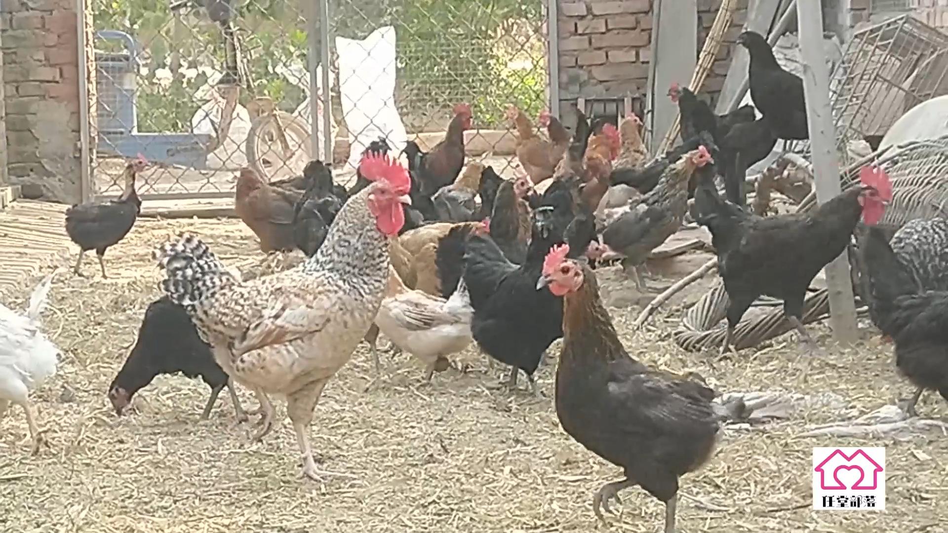 农村地里养殖柴鸡,大叔在农村养一万只芦花鸡