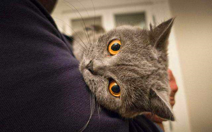 抱猫的三种正确姿势，让撸猫更有技巧，铲屎官免于被猫咪抓伤！