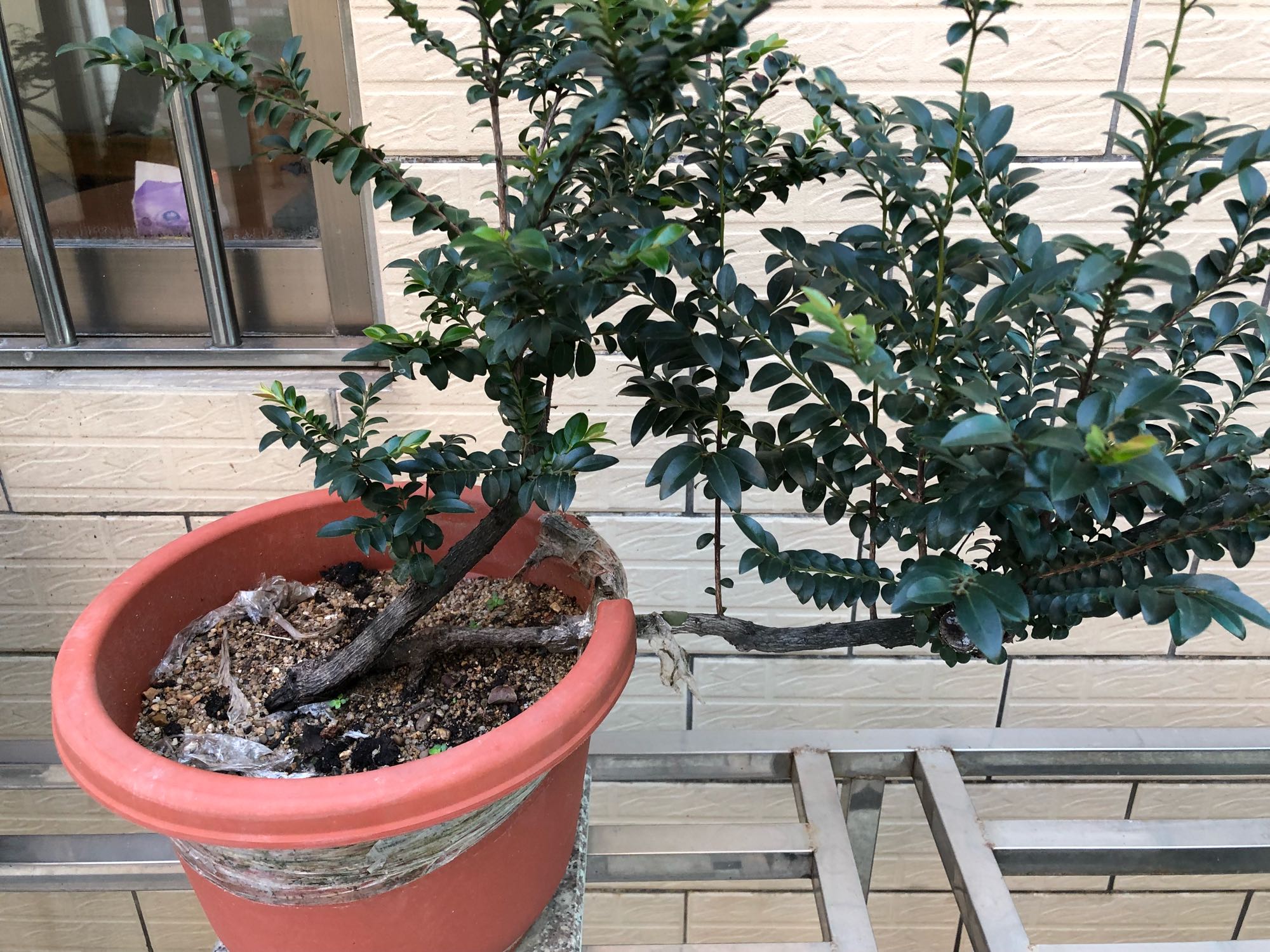 冒充小叶紫檀盆景的植物,虚假典型盆景